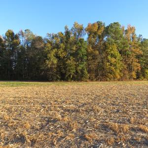 Photo #9 of SOLD property in Off Dallas Road, Lumberton, NC 98.3 acres