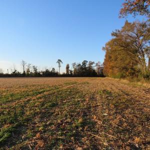 Photo #10 of SOLD property in Off Dallas Road, Lumberton, NC 98.3 acres