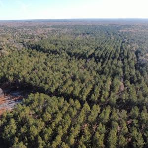Photo #6 of Off Hwy 41, Marion, SC 133.0 acres