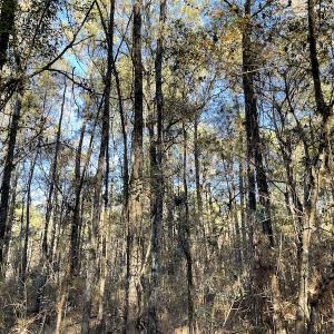 Photo #15 of Off Hwy 41, Marion, SC 133.0 acres