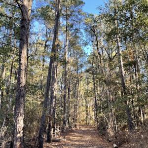 Photo #16 of Off Hwy 41, Marion, SC 133.0 acres