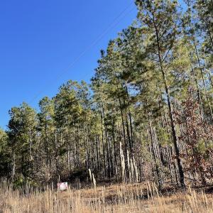Photo #20 of Off Hwy 41, Marion, SC 133.0 acres