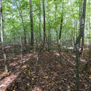 Photo #11 of SOLD property in Off Ingle Drive, Louisburg, NC 2.1 acres