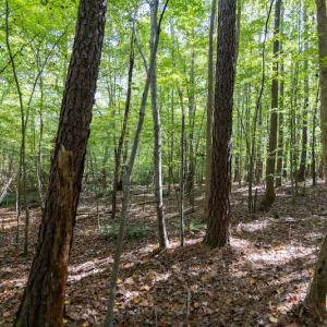 Photo #15 of SOLD property in Off Ingle Drive, Louisburg, NC 2.1 acres