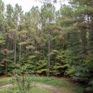 Photo #16 of SOLD property in Off Ingle Drive, Louisburg, NC 2.1 acres