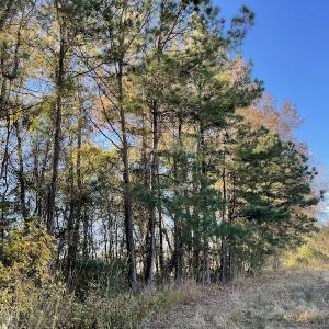 Photo #10 of SOLD property in Off Night Owl Lane, Conway, SC 18.6 acres