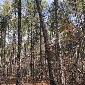 Photo #6 of SOLD property in Off SC 34 - Mount Hope Rd, Ridgeway, SC 42.0 acres