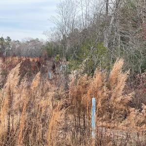 Photo #11 of SOLD property in Off Liberty Hall Road, King and Queen Courthouse, VA 19.3 acres