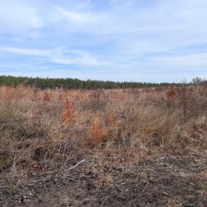 Photo #13 of SOLD property in Off Liberty Hall Road, King and Queen Courthouse, VA 19.3 acres