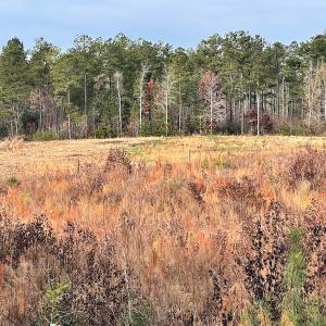 Photo #18 of SOLD property in Off Liberty Hall Road, King and Queen Courthouse, VA 19.3 acres