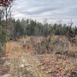 Photo #23 of SOLD property in Off Liberty Hall Road, King and Queen Courthouse, VA 19.3 acres