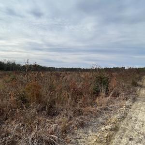 Photo #25 of SOLD property in Off Liberty Hall Road, King and Queen Courthouse, VA 19.3 acres
