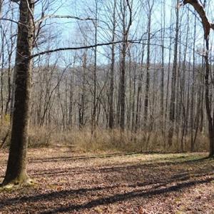 Photo #13 of SOLD property in Off Laurel Fork Road, Rocky Gap, VA 55.0 acres