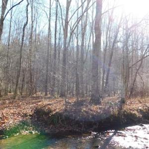 Photo #15 of SOLD property in Off Laurel Fork Road, Rocky Gap, VA 55.0 acres
