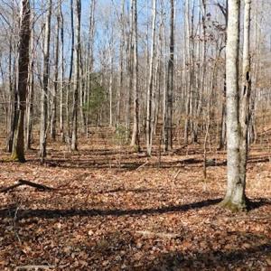 Photo #16 of SOLD property in Off Laurel Fork Road, Rocky Gap, VA 55.0 acres