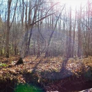 Photo #19 of SOLD property in Off Laurel Fork Road, Rocky Gap, VA 55.0 acres