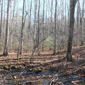 Photo #20 of SOLD property in Off Laurel Fork Road, Rocky Gap, VA 55.0 acres