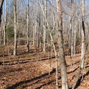 Photo #21 of SOLD property in Off Laurel Fork Road, Rocky Gap, VA 55.0 acres
