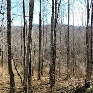 Photo #24 of SOLD property in Off Laurel Fork Road, Rocky Gap, VA 55.0 acres