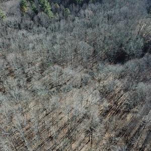 Photo #6 of SOLD property in Off Laurel Fork Road, Rocky Gap, VA 55.0 acres