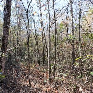 Photo #9 of SOLD property in Off Hwy 242, Bladenboro, NC 4.9 acres