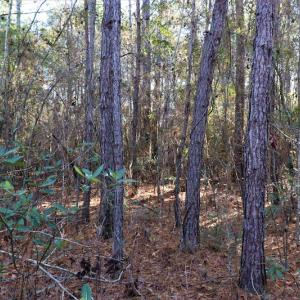 Photo #10 of SOLD property in Off Hwy 242, Bladenboro, NC 4.9 acres