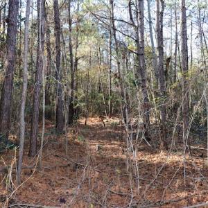 Photo #12 of SOLD property in Off Hwy 242, Bladenboro, NC 4.9 acres
