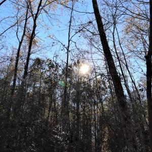 Photo #21 of SOLD property in Off Hwy 242, Bladenboro, NC 4.9 acres