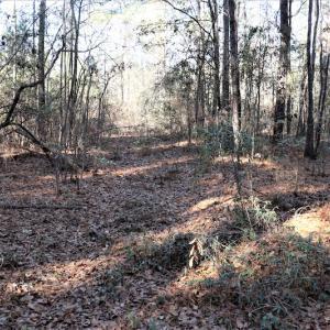 Photo #6 of SOLD property in Off Hwy 242, Bladenboro, NC 4.9 acres