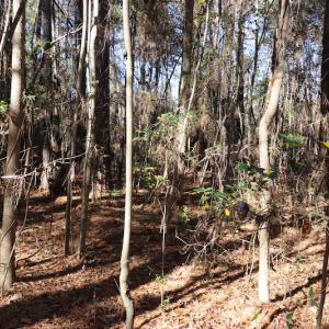 Photo #7 of SOLD property in Off Hwy 242, Bladenboro, NC 4.9 acres