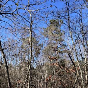 Photo #8 of SOLD property in Off Hwy 242, Bladenboro, NC 4.9 acres