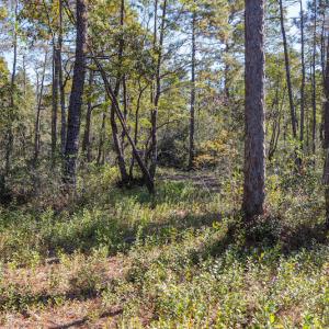 Photo #25 of SOLD property in Off Redwood Road, Southport, NC 14.7 acres
