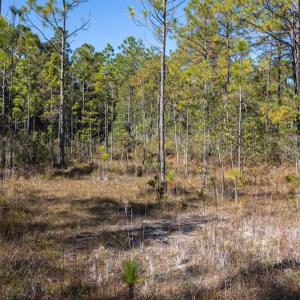 Photo #28 of SOLD property in Off Redwood Road, Southport, NC 14.7 acres