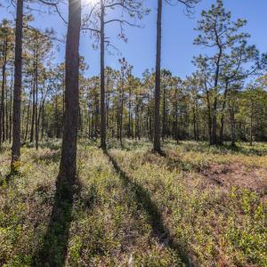 Photo #29 of SOLD property in Off Redwood Road, Southport, NC 14.7 acres