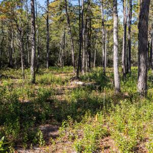 Photo #30 of SOLD property in Off Redwood Road, Southport, NC 14.7 acres