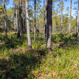 Photo #31 of SOLD property in Off Redwood Road, Southport, NC 14.7 acres