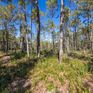 Photo #32 of SOLD property in Off Redwood Road, Southport, NC 14.7 acres