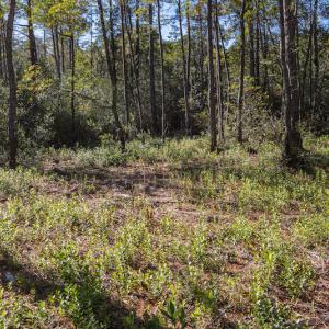 Photo #33 of SOLD property in Off Redwood Road, Southport, NC 14.7 acres