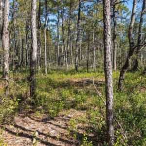 Photo #34 of SOLD property in Off Redwood Road, Southport, NC 14.7 acres