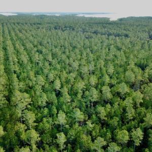 Photo #2 of Lot #28 Sandy Point, Scranton, NC 19.0 acres