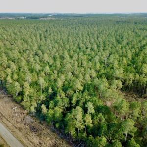 Photo #5 of Lot #28 Sandy Point, Scranton, NC 19.0 acres