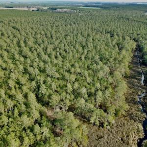 Photo #11 of Lot #28 Sandy Point, Scranton, NC 19.0 acres