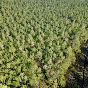 Photo #12 of Lot #28 Sandy Point, Scranton, NC 19.0 acres