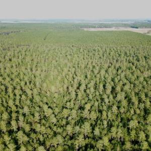 Photo #14 of Lot #28 Sandy Point, Scranton, NC 19.0 acres