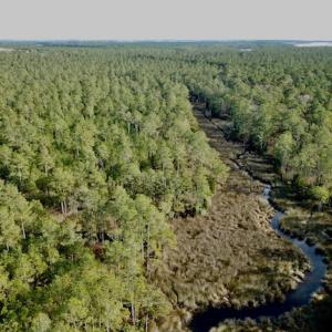 Photo #18 of Lot #28 Sandy Point, Scranton, NC 19.0 acres