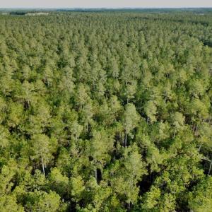Photo #19 of Lot #28 Sandy Point, Scranton, NC 19.0 acres