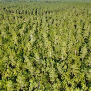 Photo #21 of Lot #28 Sandy Point, Scranton, NC 19.0 acres