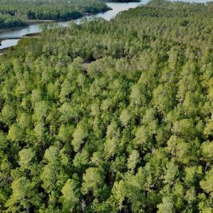 Photo #22 of Lot #28 Sandy Point, Scranton, NC 19.0 acres