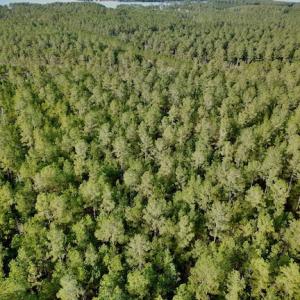 Photo #23 of Lot #28 Sandy Point, Scranton, NC 19.0 acres