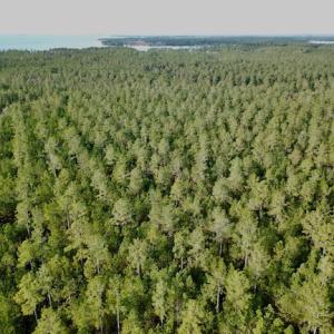 Photo #24 of Lot #28 Sandy Point, Scranton, NC 19.0 acres